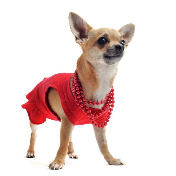 purebred chihuahua dressed in front of white background