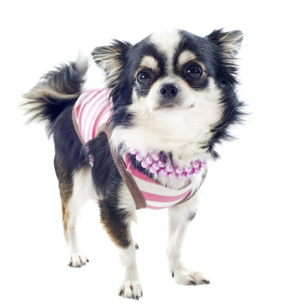 portrait of a cute purebred  chihuahua with Tshirt in front of white background